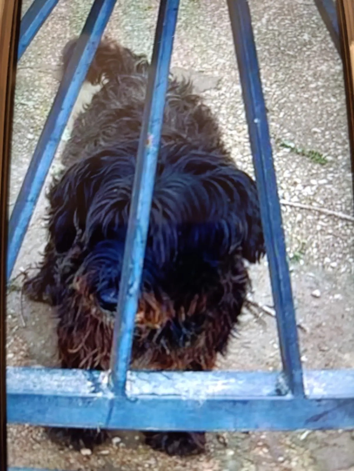 perro lost   46370 Chiva Rayo
