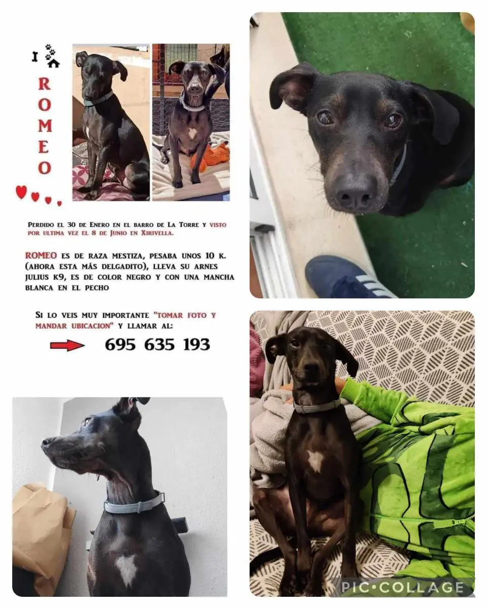 perro lost   46950 Xirivella Romeo