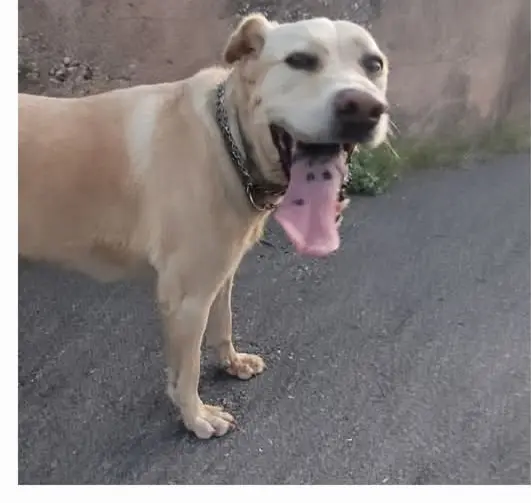perro lost    Sagonte Ross