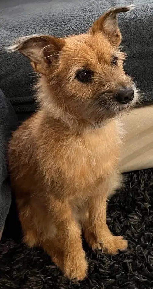 perro lost   46192 Montserrat Susto