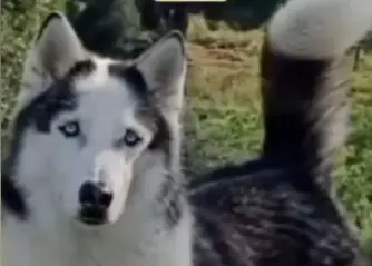 perro lost    Teresa de Cofrentes Tim
