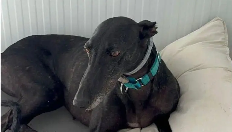 perro lost   46160 Llíria Uva
