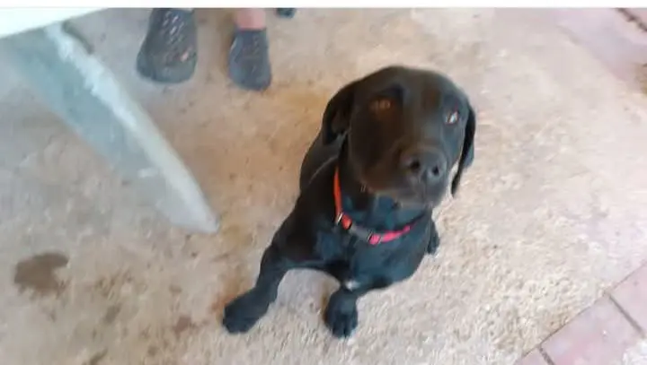perro lost   46600 Alzira Yuki