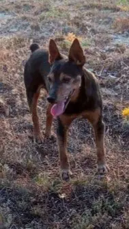 perro lost   47314 Manzanillo Chispi