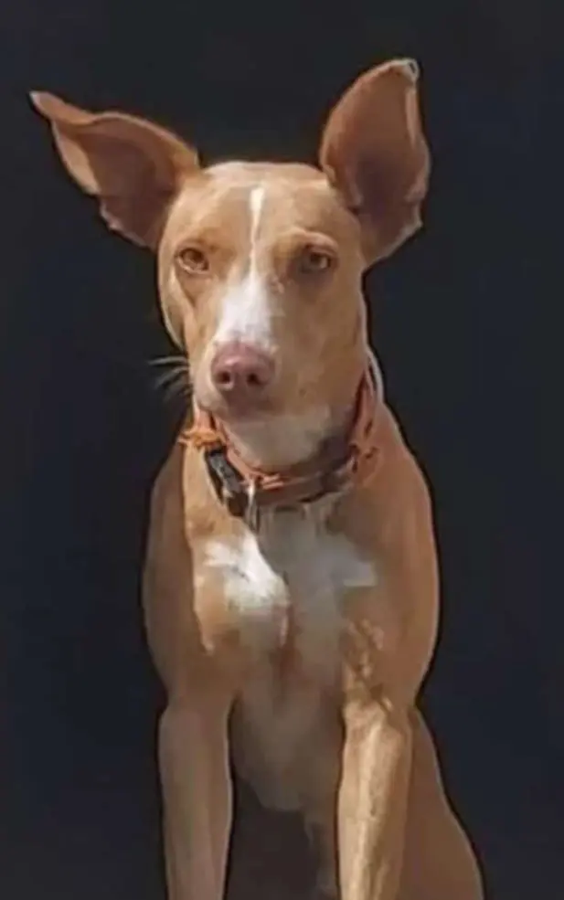 perro lost    Bulbuente Tom