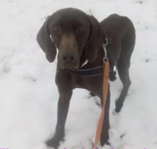 perro lost   50680 Sos del Rey Católico Keon