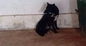 perro lost   50660 Tauste Perro