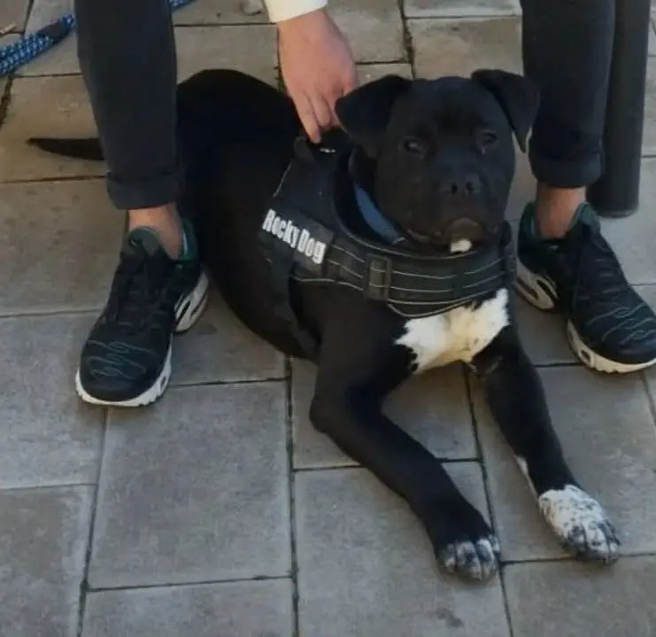 perro lost   50600 Ejea de los Caballeros Taizon