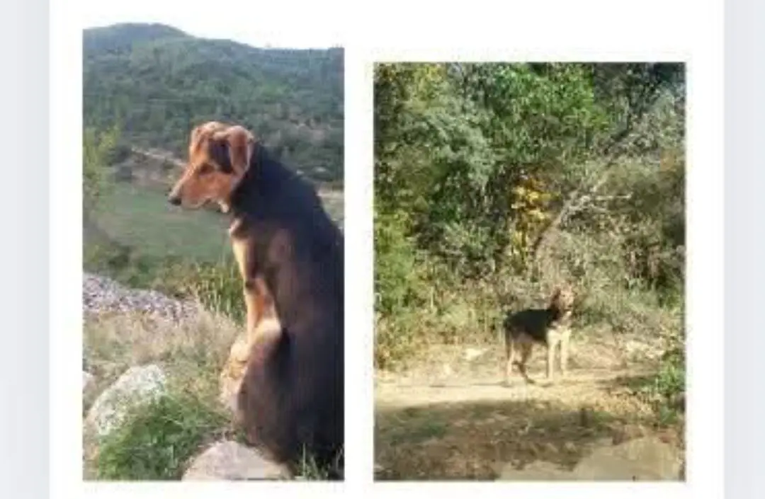 perro lost   50600 Ejea de los Caballeros Yashak