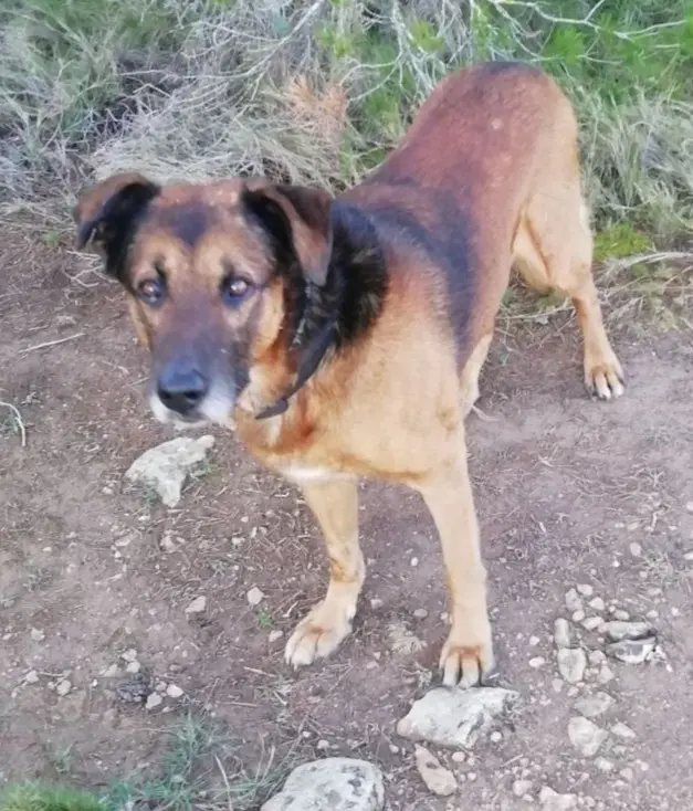 perro lost   50160 Leciñena Chuli