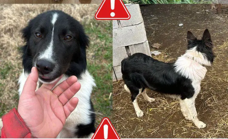 perro lost   50297 Grisén Chulo