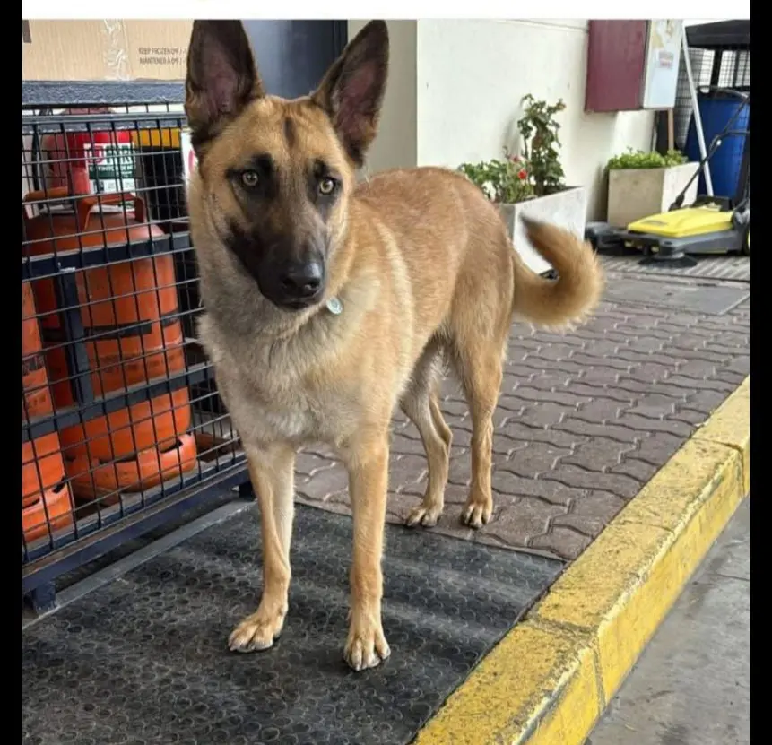 perro lost   50298 Pinseque Perro
