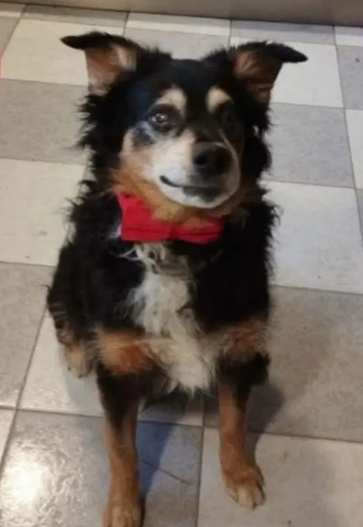 perro lost   50840 San Mateo de Gállego Leon