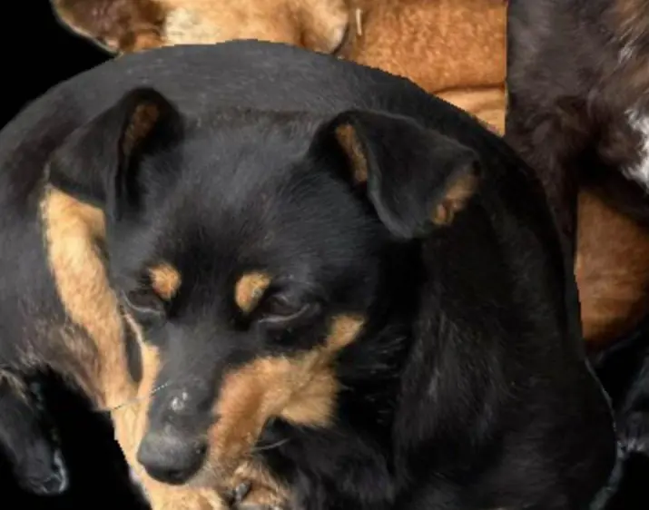 perro lost    Zuera Perro