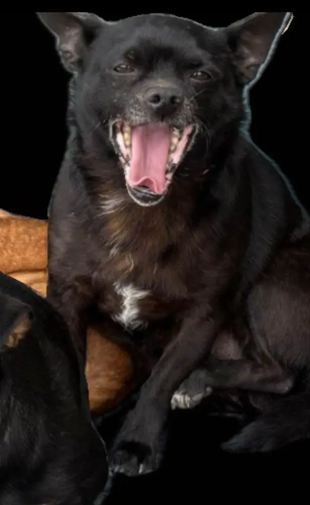 perro lost    Zuera Perro