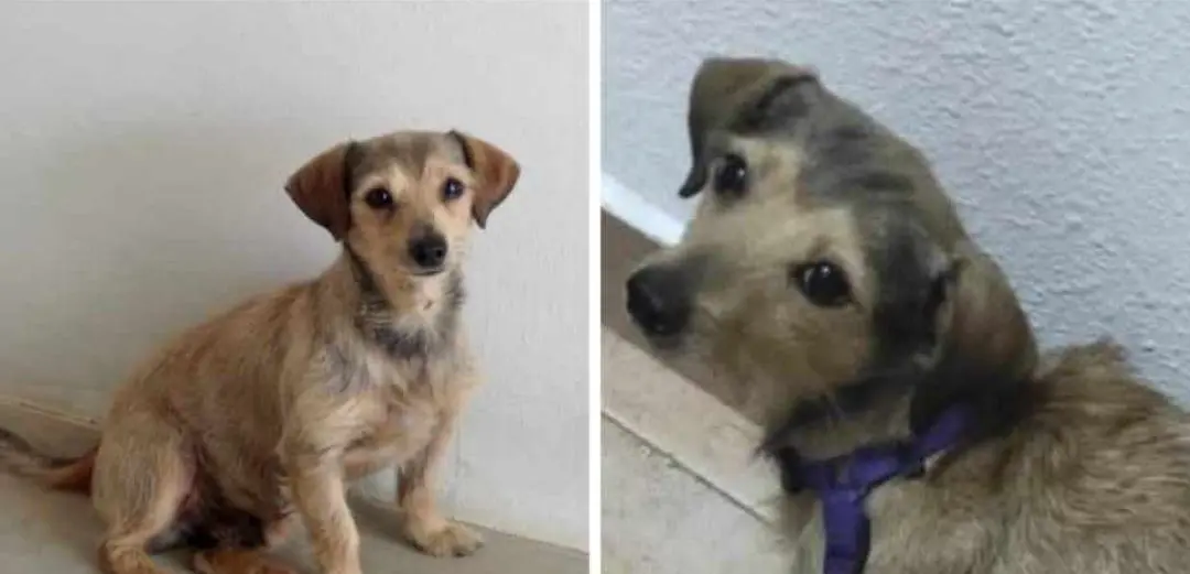 perro lost    Saragosse Beni