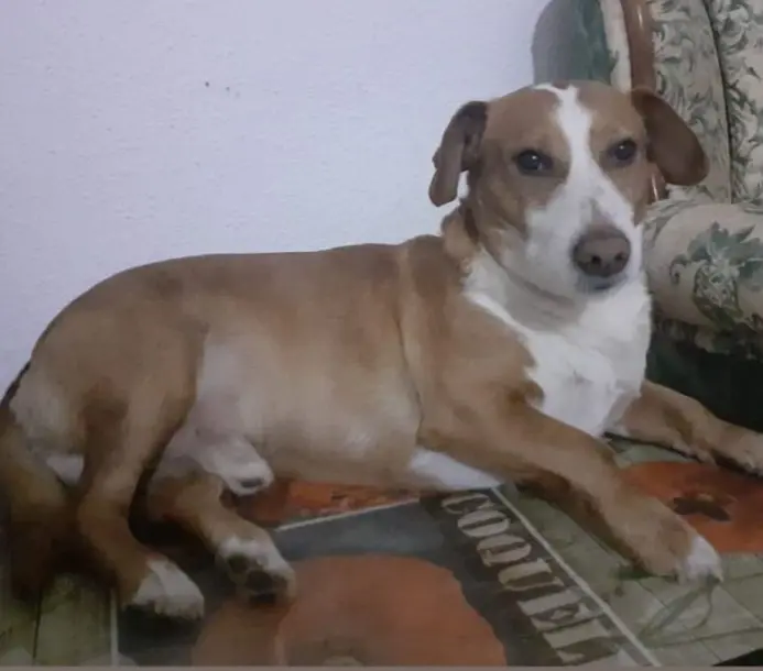 perro lost    Saragosse Jimmy