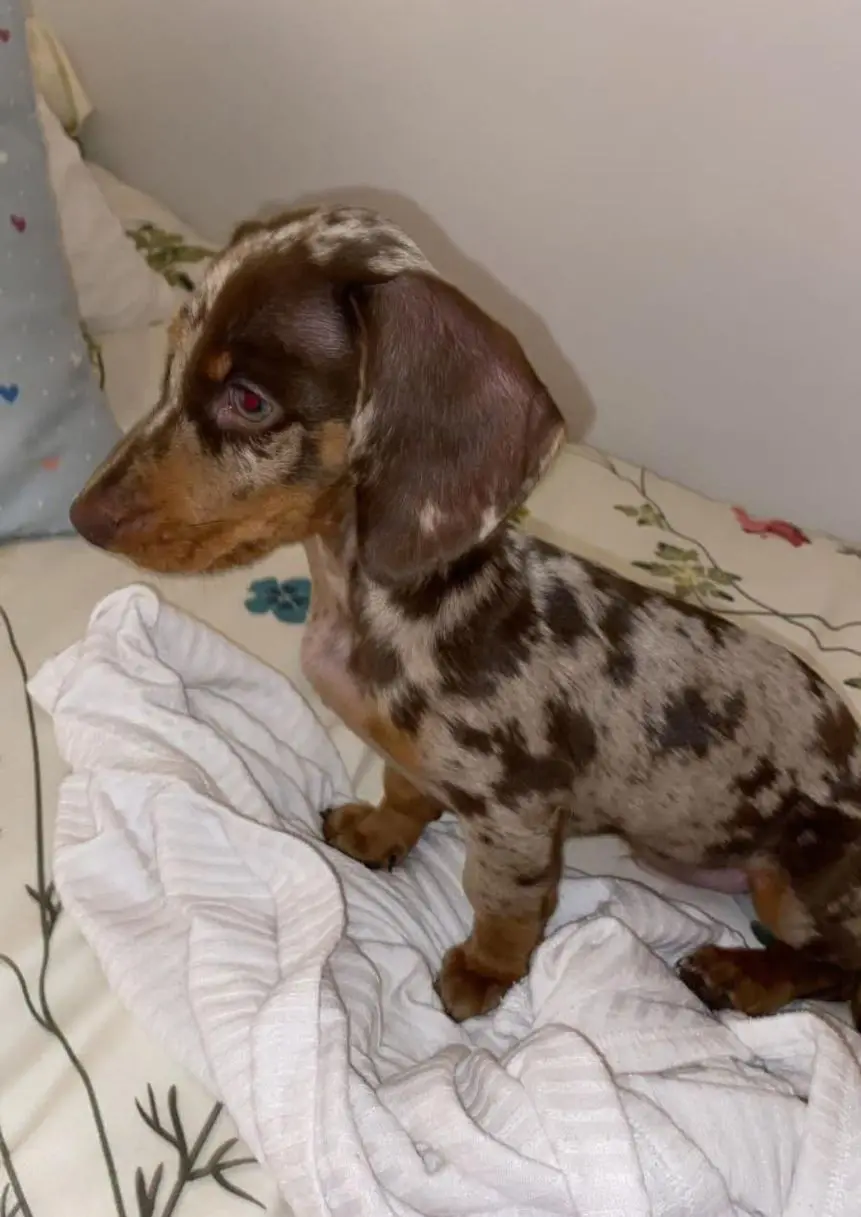 perro lost    Saragosse Lotus
