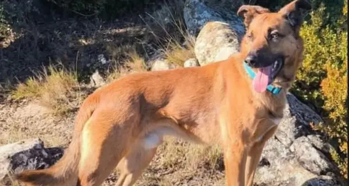 perro lost    Saragosse Perro