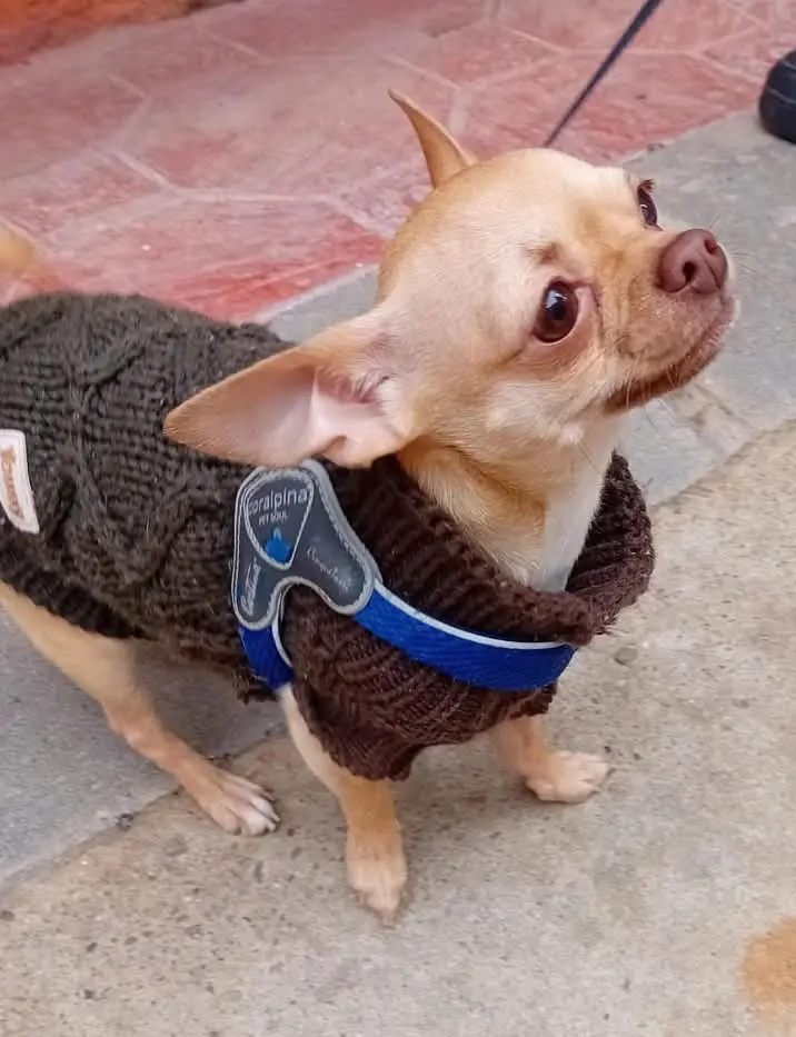 perro lost    Saragosse Rocko