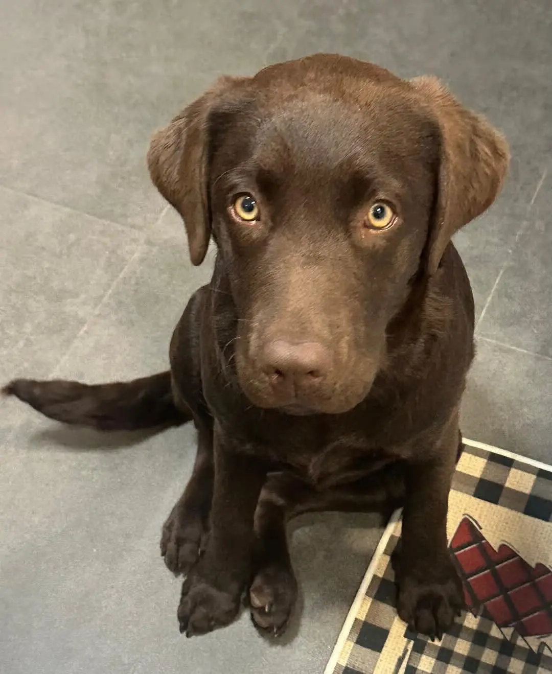 perro lost    Saragosse Thor