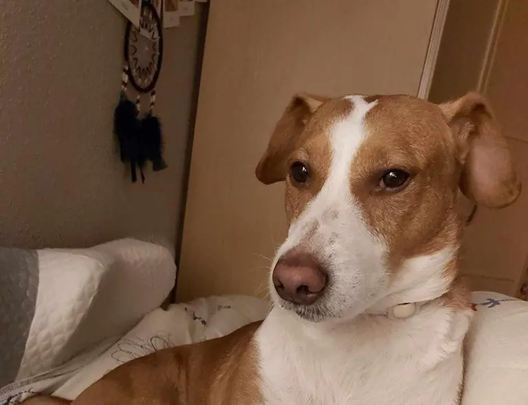 perro lost    Saragosse Yimi