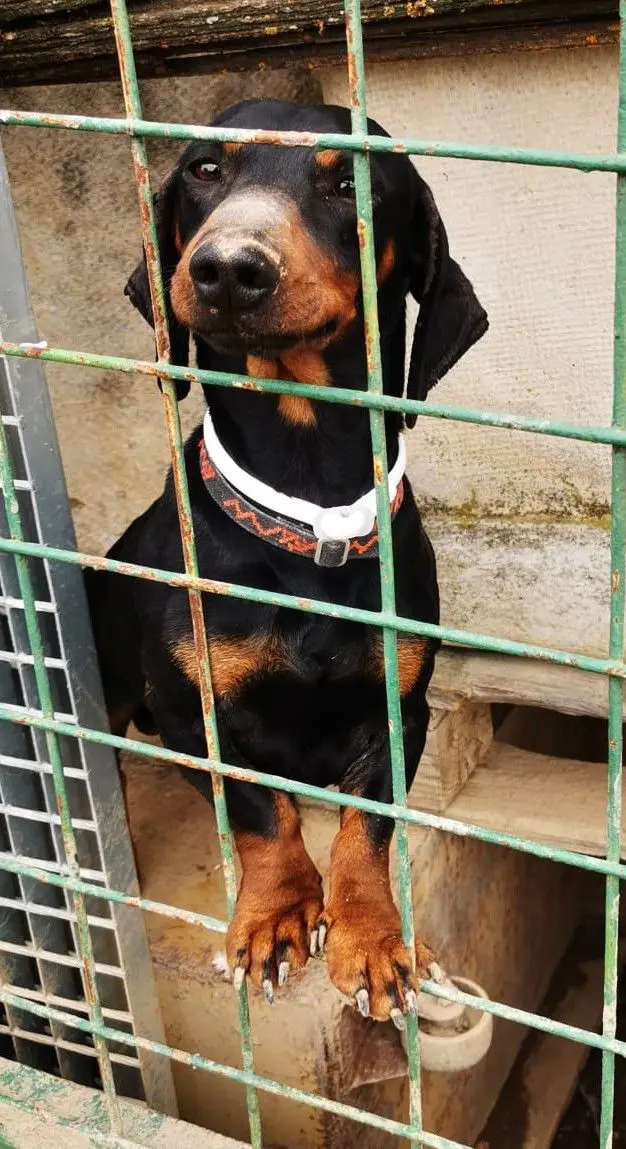 perro lost    Utebo Tobby