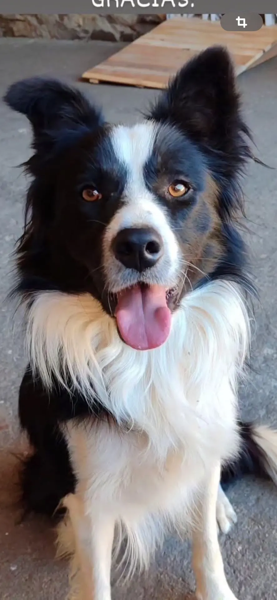 perro lost   49140 Tábara Jack