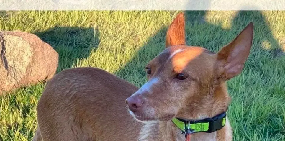 perro lost    Zamora Merlin