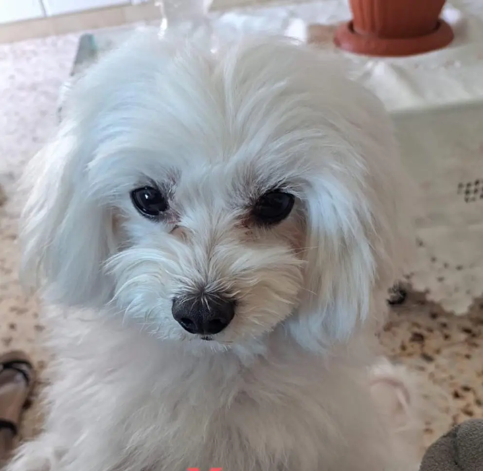 perro reunited    Elx / Elche Max