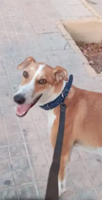 perro reunited    Elx / Elche Tuco