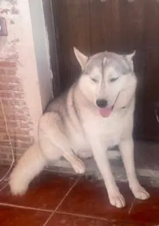 perro reunited   03669 La Romana Fantome