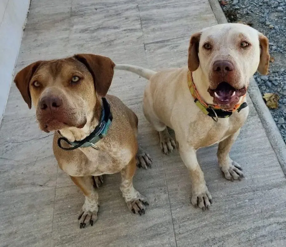 perro reunited   03660 Novelda Lucho y thayson