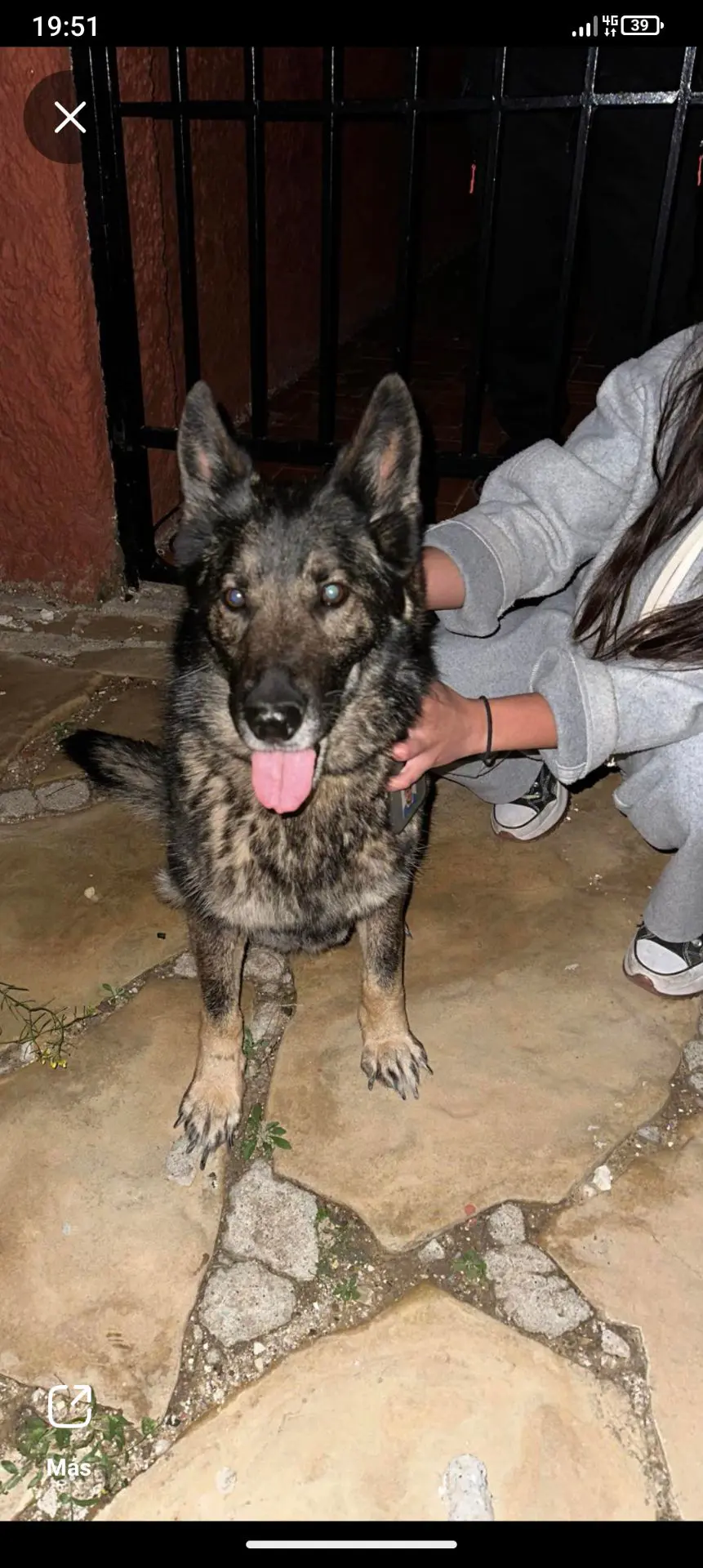 perro reunited   04638 Mojácar Perro