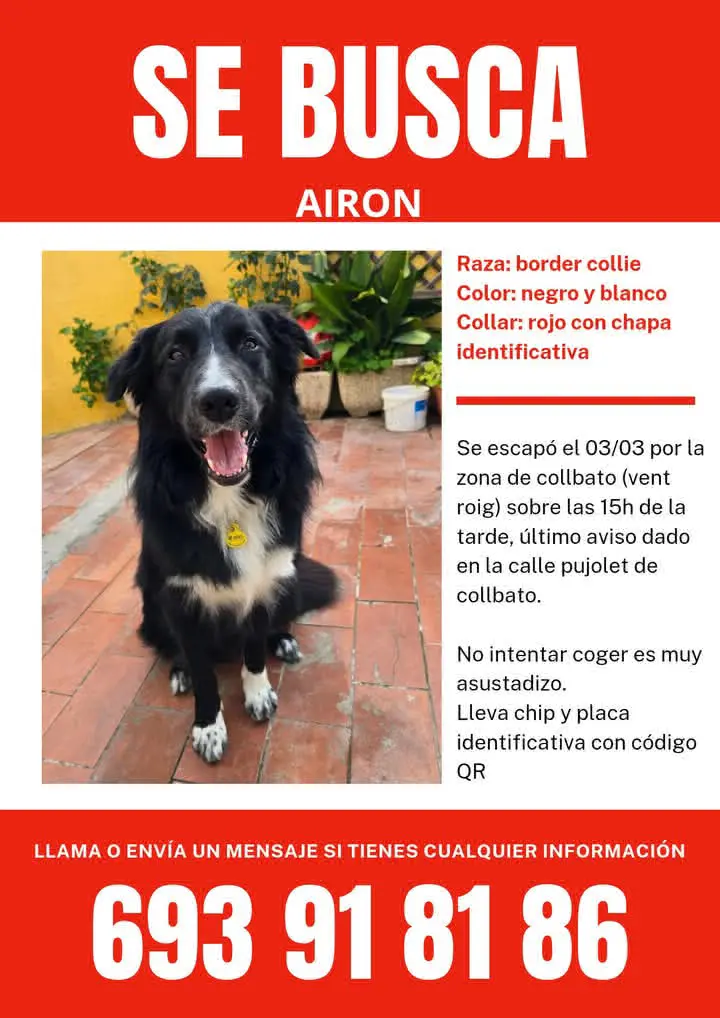 perro reunited    Barcelone Airon