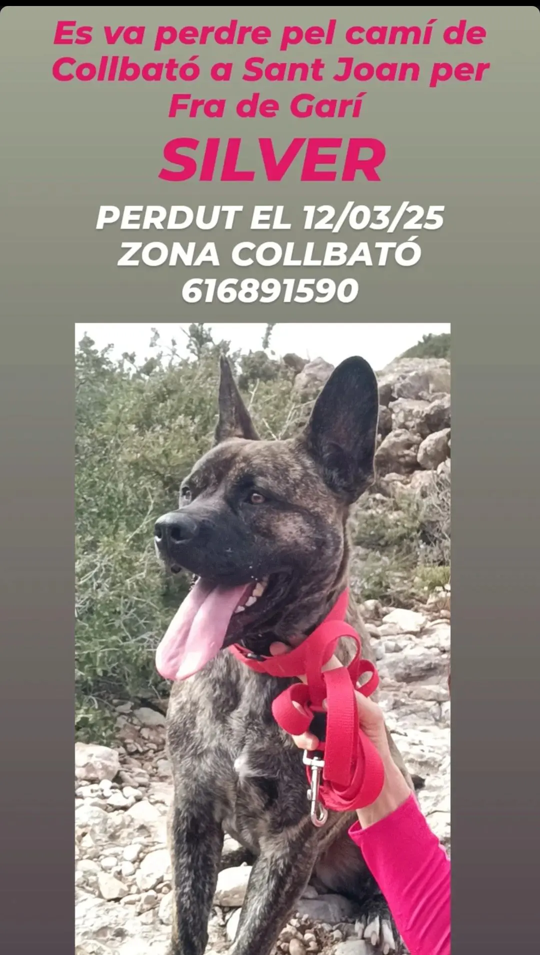 perro reunited   08293 Collbató Silver