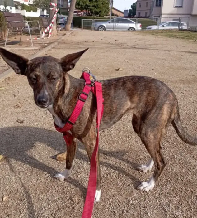 perro reunited    Sabadell Nona
