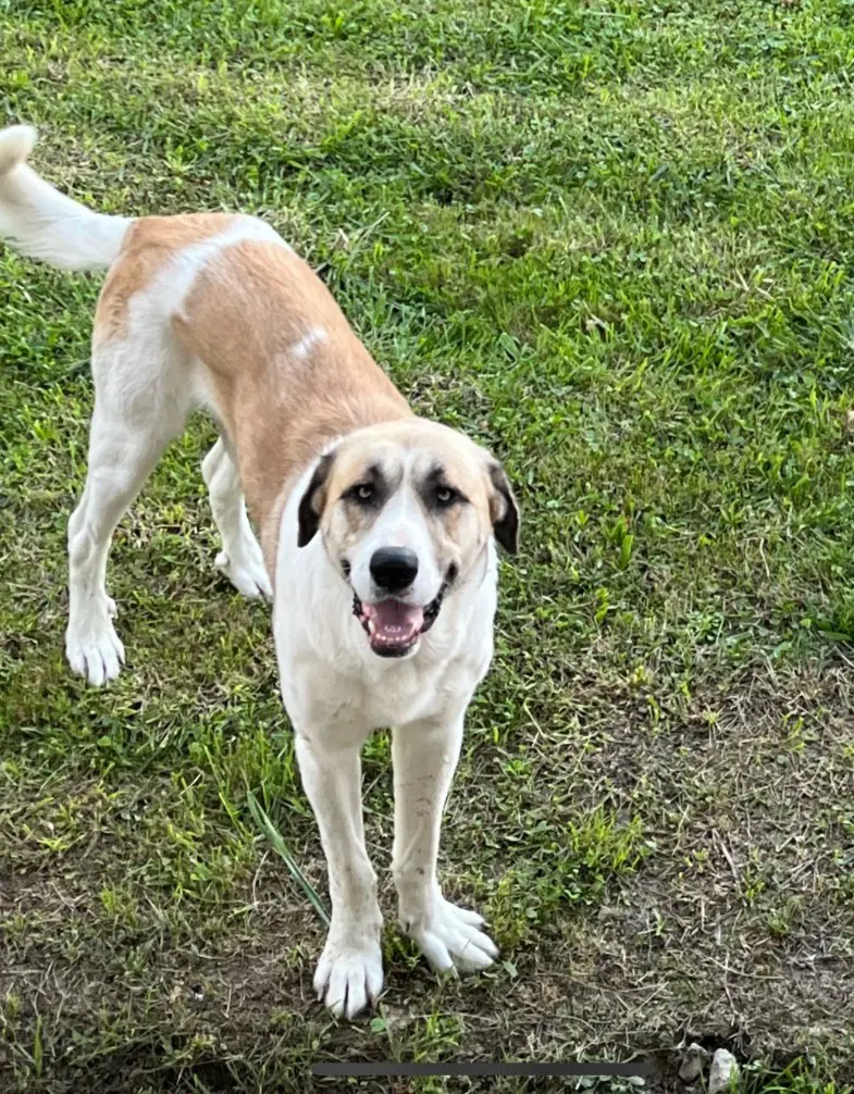 perro reunited   48180 Loiu Alfa