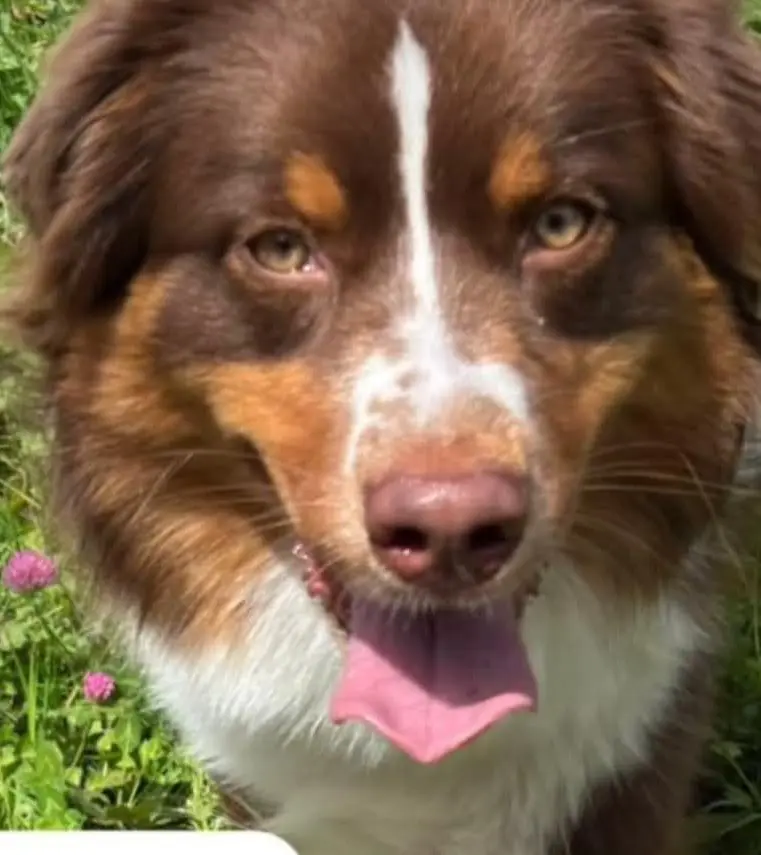perro reunited   48970 Basauri Arkotxa