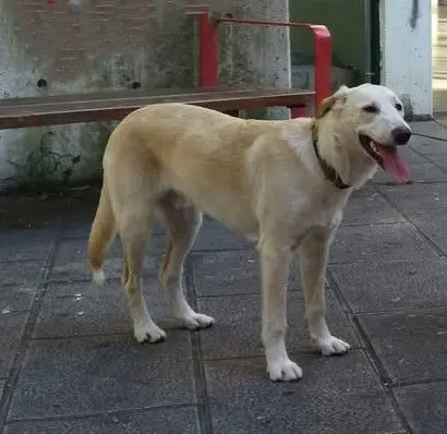 perro reunited    Bilbao Niebla