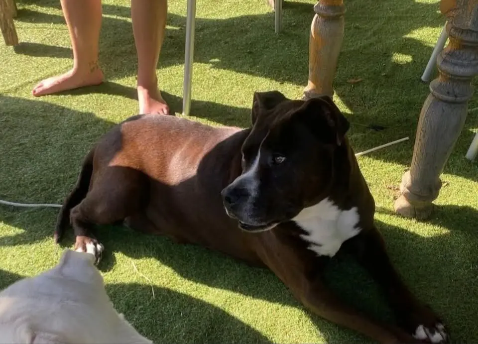 perro reunited  Ponte de Albariña 15863 San Vicenzo Kaisser