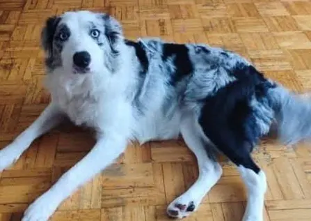 perro reunited     Sky