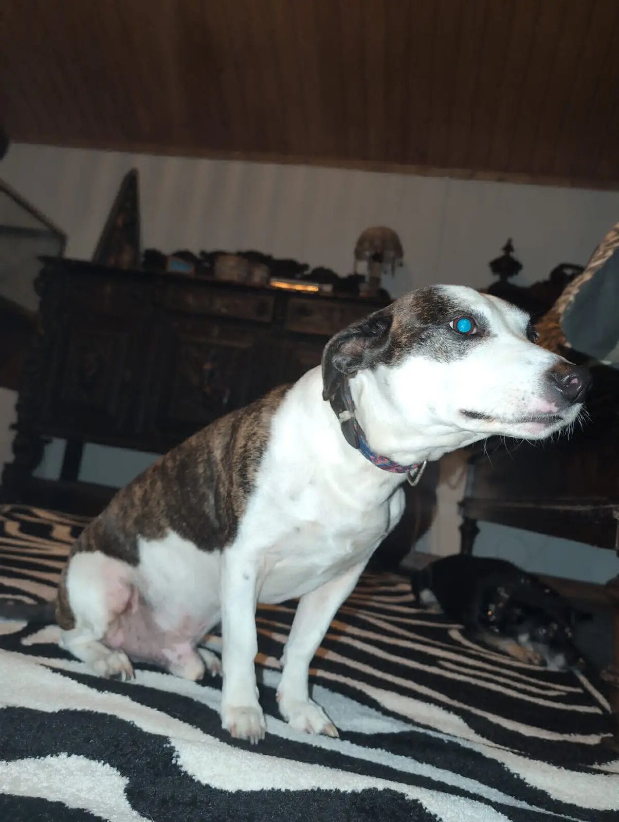 perro reunited  Rúa Vila de Ordes 15006 La Corogne Voodoo