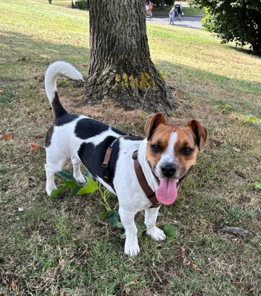 perro reunited     Max