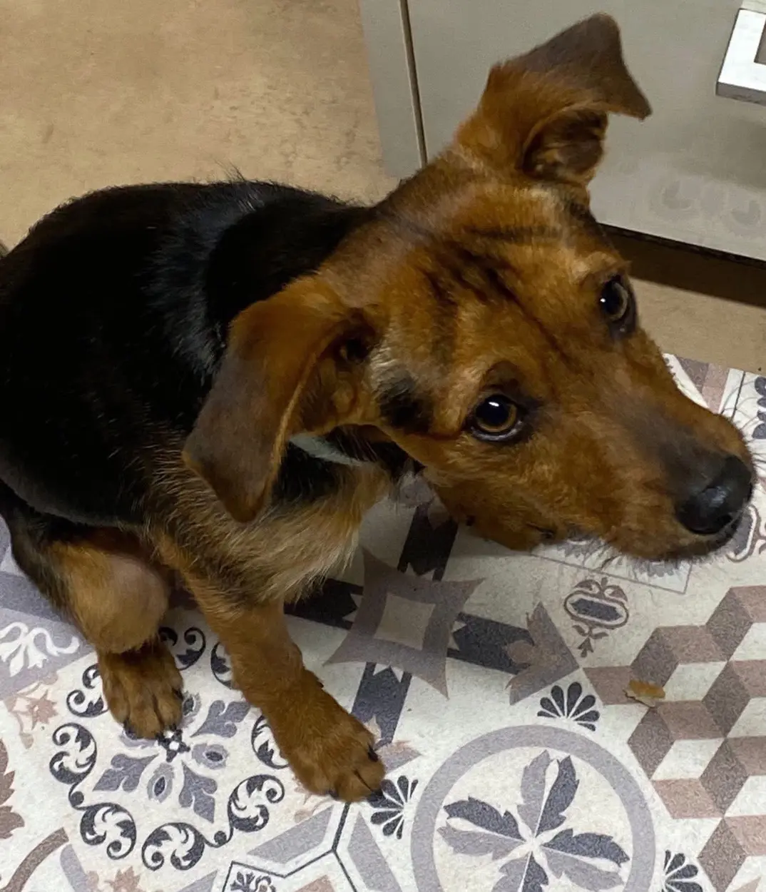 perro reunited     Leo