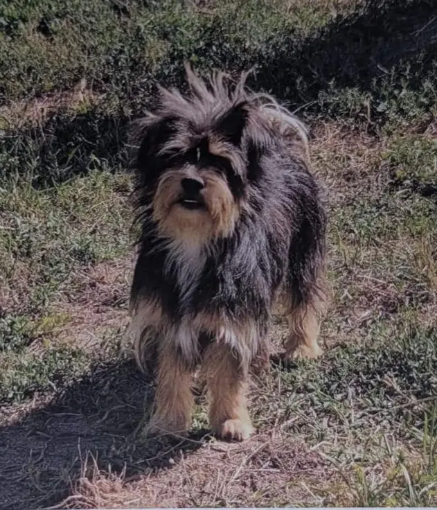 perro reunited   15880  Balu