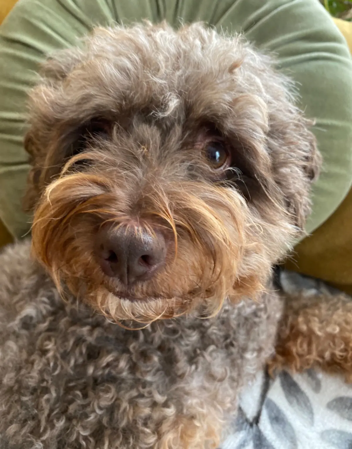 perro reunited    Saint-Jacques-de-Compostelle Ron