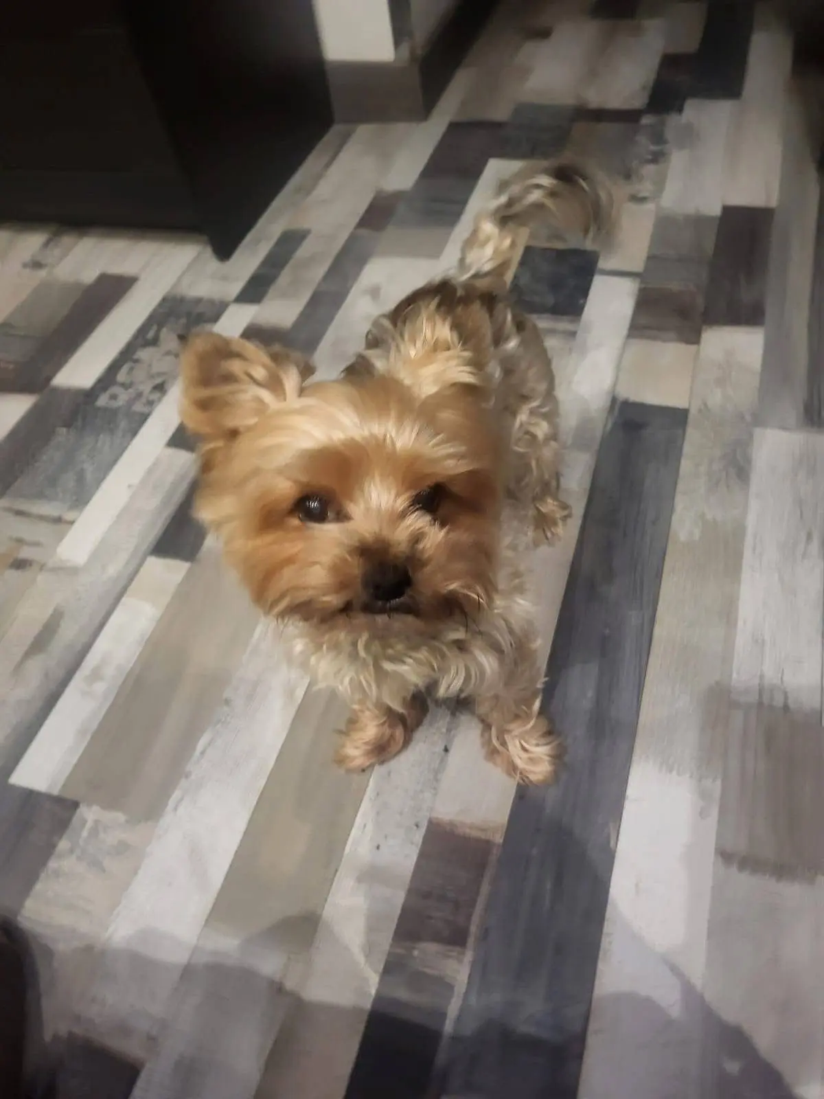 perro reunited     Rocki