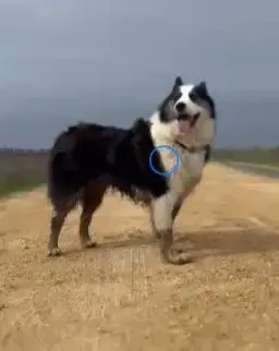 perro reunited    Vejer de la Frontera Mojito