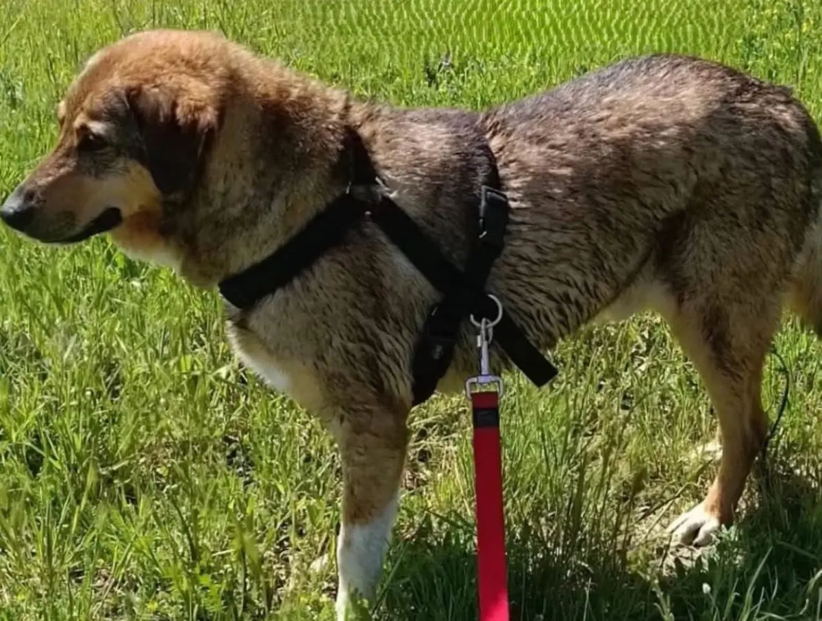 perro reunited     Dido